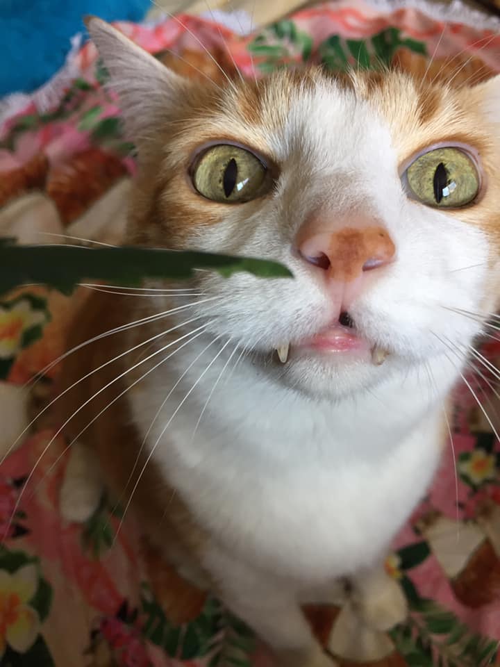 57191803_10161639415765223_1758231341784104960_n