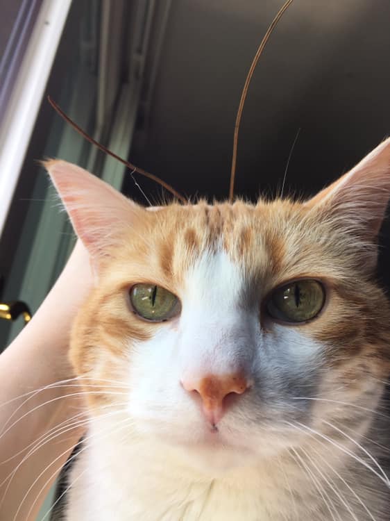 58667585_10161696942515223_6441311725399572480_n