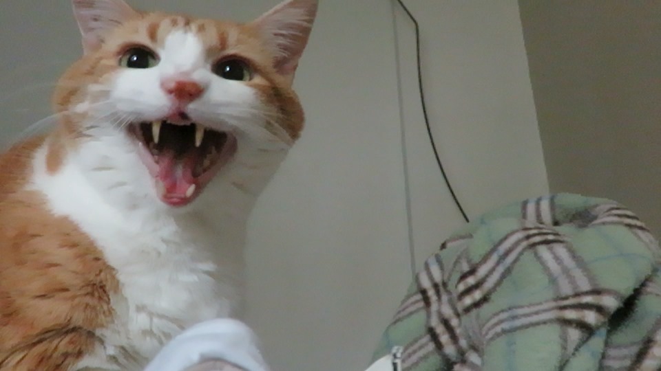 59295504_10161698430115223_2306861388909248512_n