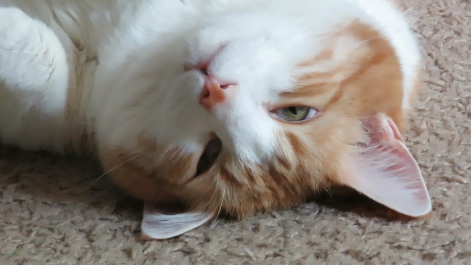 59419583_10161700922545223_8228674687891144704_n