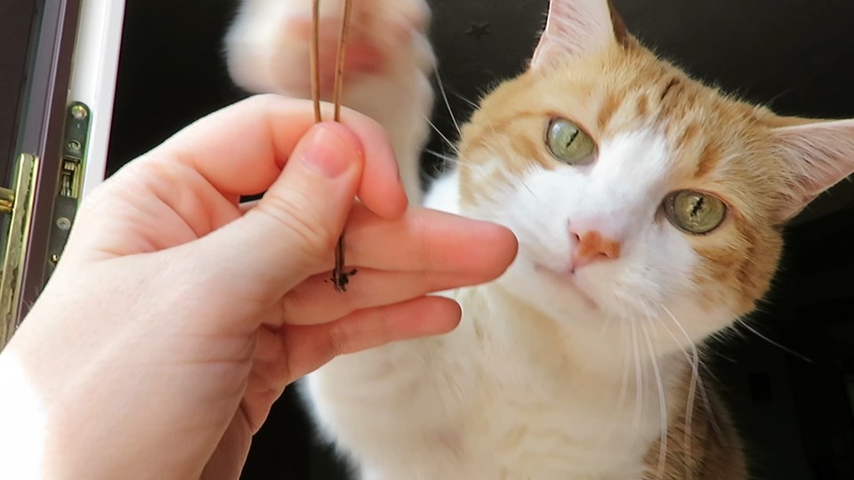 59429741_10161700920110223_3885453730673328128_n