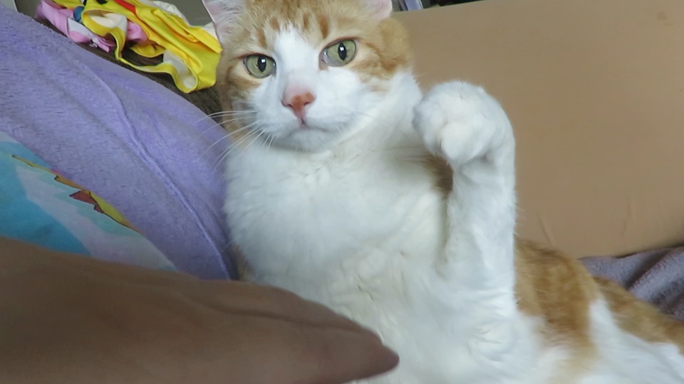 59826517_10161722740615223_4285744313293340672_n