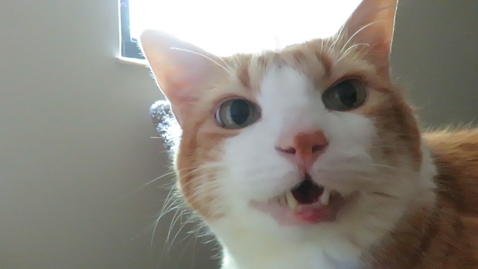 60071927_10161742249285223_4584444071661010944_n