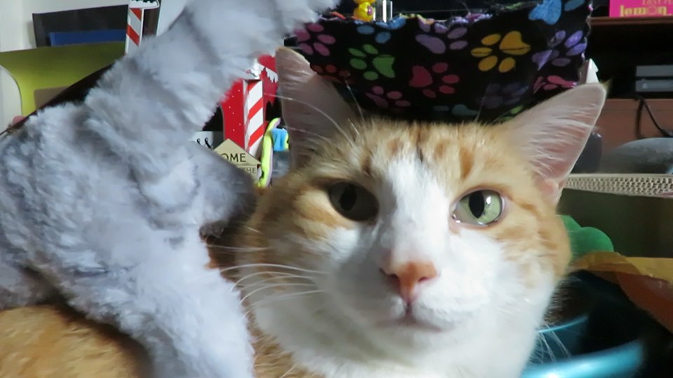 60317813_10161749598755223_7938574742540255232_n