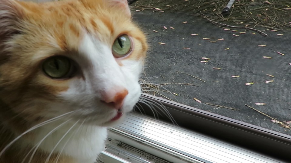 60341469_10161732476035223_8598896921731399680_n