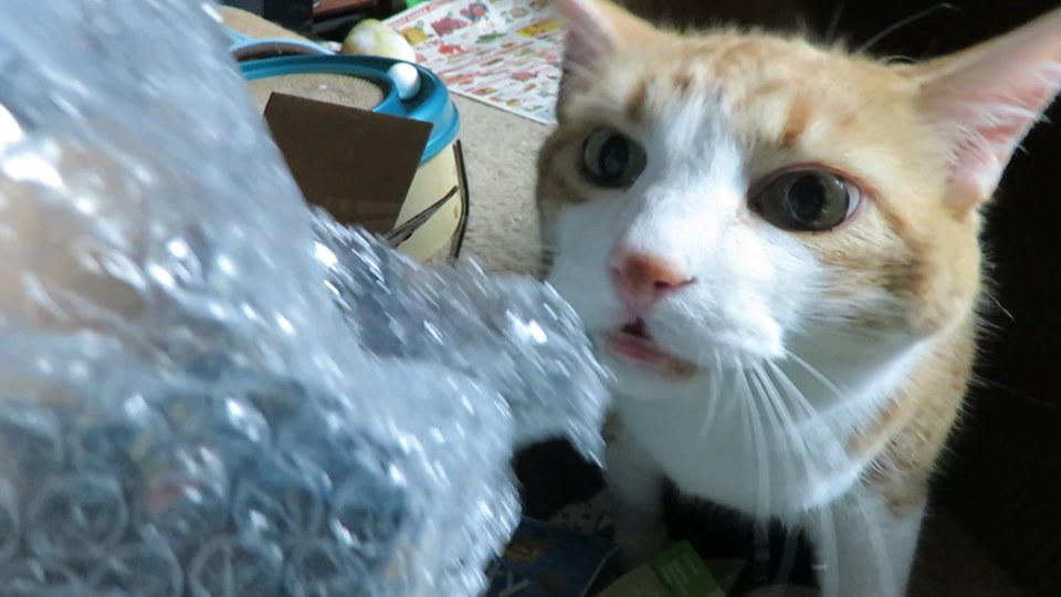 60844610_10161780630740223_8537654252913295360_n