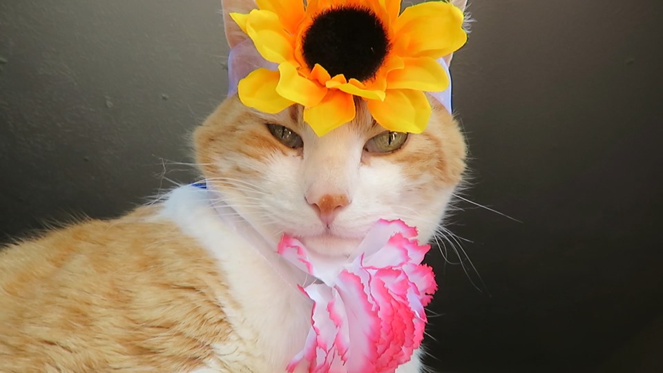 61313994_10161798297480223_4882065329380917248_n