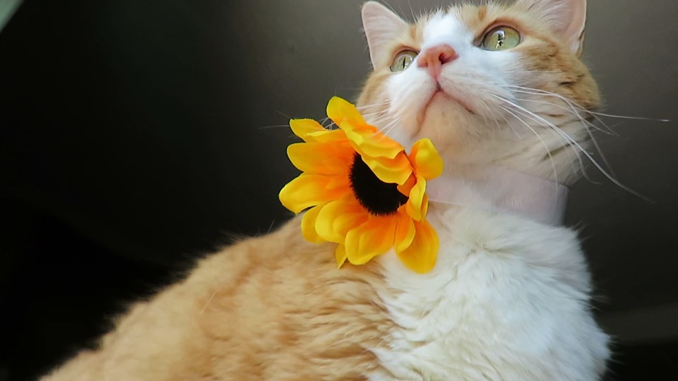 61341473_10161798293375223_3342705422216724480_n