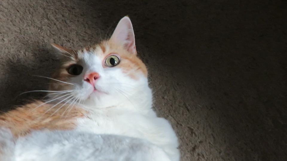 61456719_10161810637015223_6087827515982741504_n