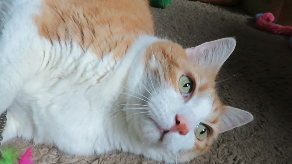 61509501_10161810636440223_7037571568267952128_n