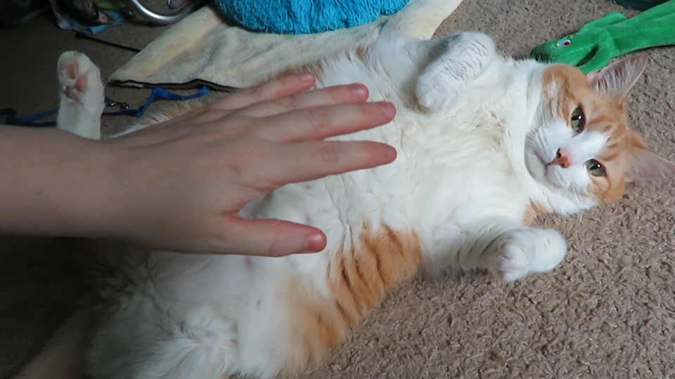 62005285_10161848455675223_4371607615847792640_n