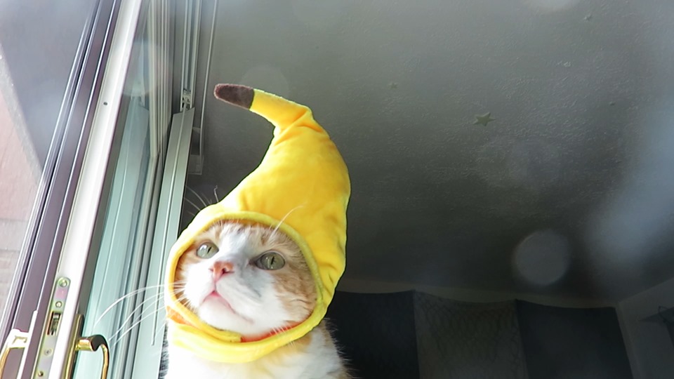 62355879_10161847792995223_3118940344809422848_n