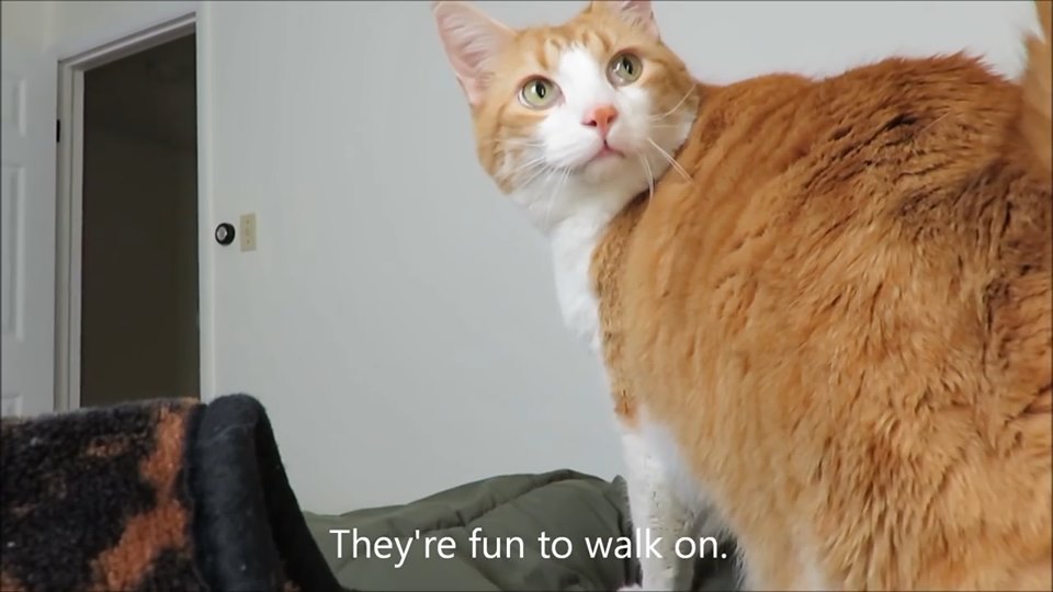 62626618_10161884183920223_8532587772051980288_n