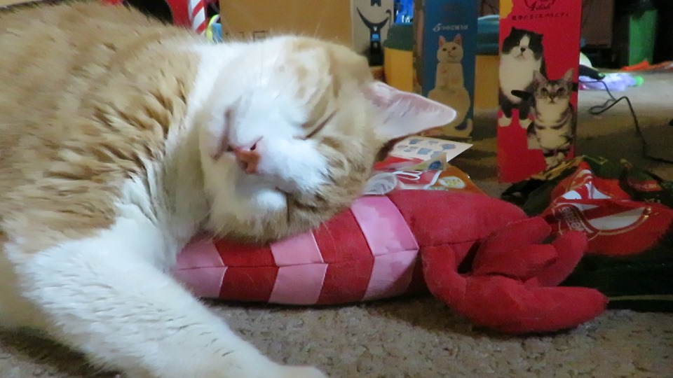 64504702_10161892164420223_8754371911758118912_n