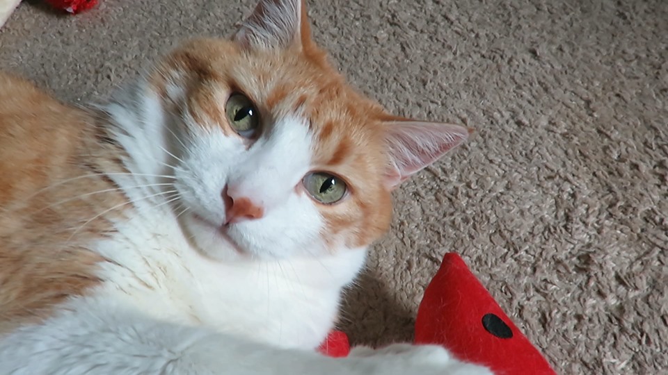 64718975_10161901086660223_4385374845752311808_n