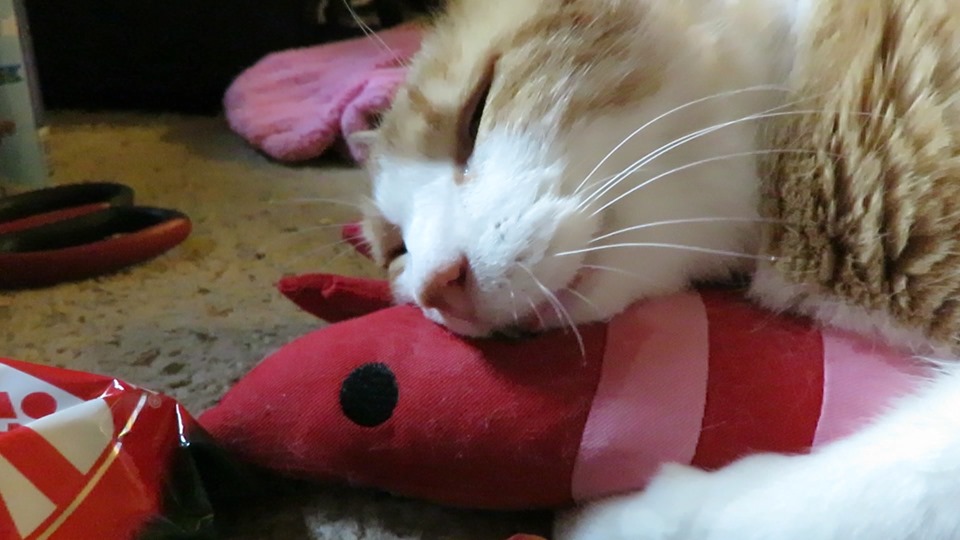 64927825_10161892164205223_7582989997762936832_n