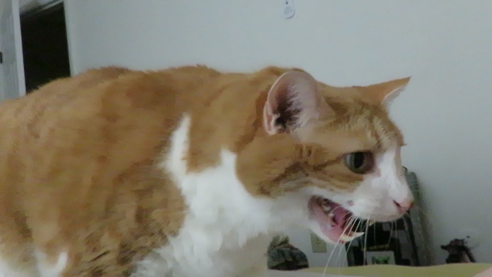 65546223_10161921206485223_8878756329313796096_n