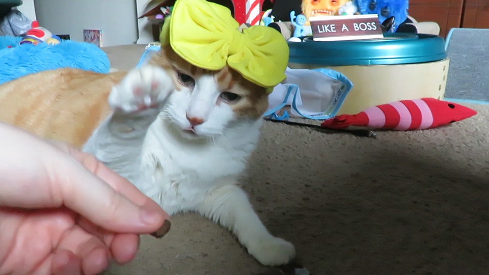 66396444_10161988360995223_4584966288144596992_n