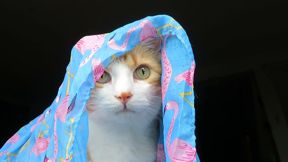 66699228_10161977697750223_4230451960886591488_n