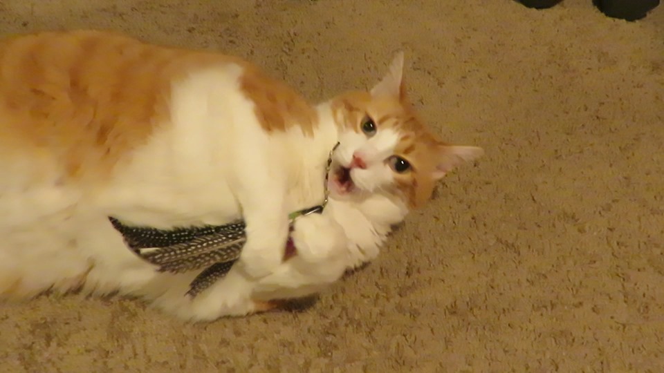 66759897_10162008355820223_1388634184599207936_n