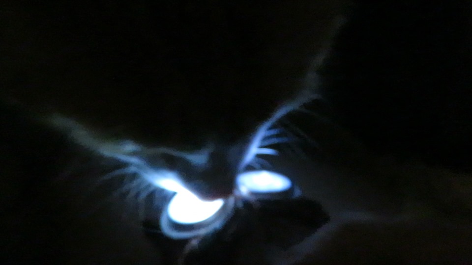 67700296_10162033253890223_6722817131953520640_n