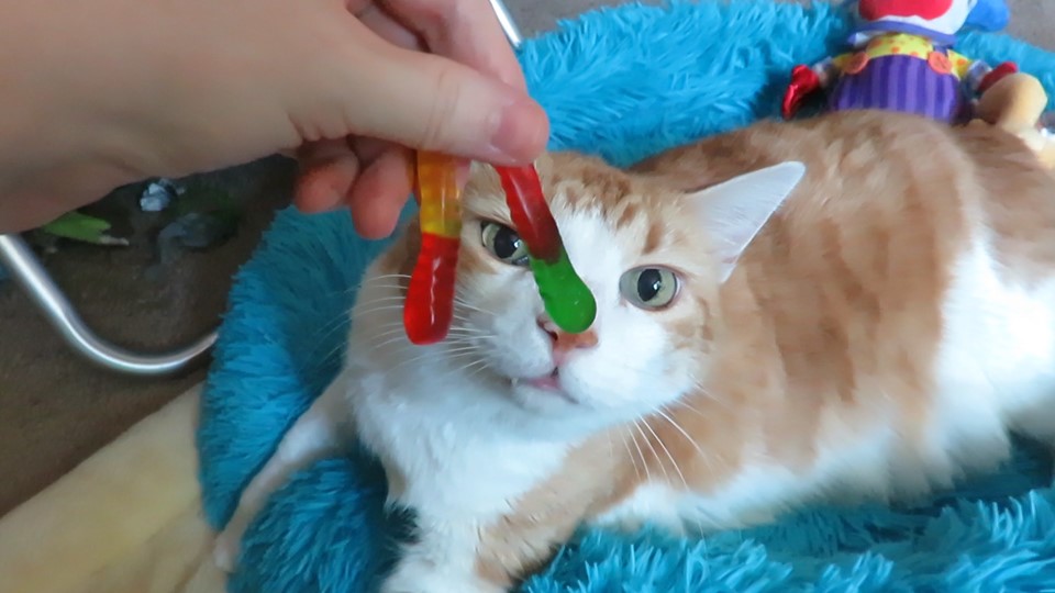 67920069_10162121327355223_423746133462876160_n