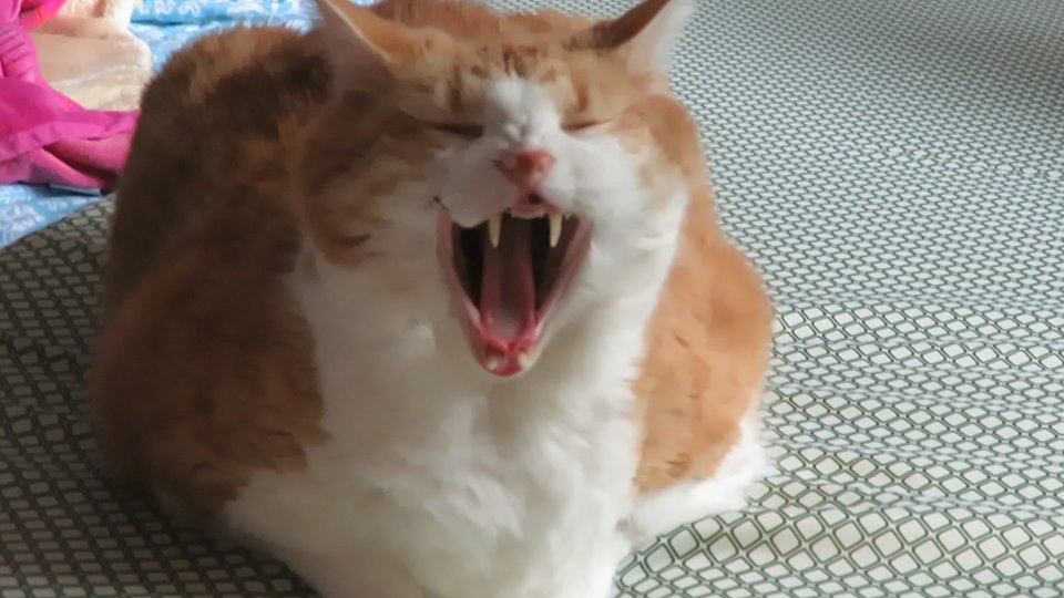 68945171_10162157998460223_3040942991389753344_n