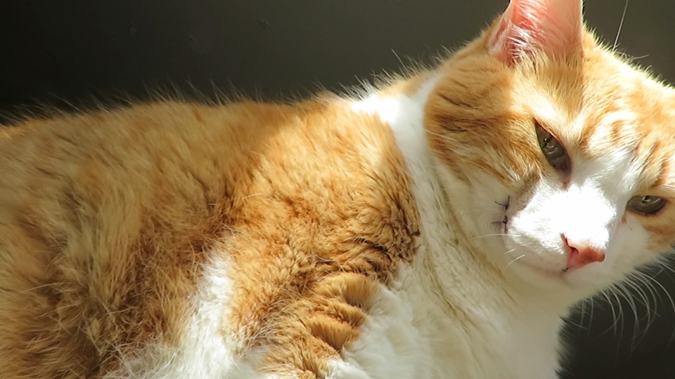 69077096_10162182591330223_8602902957987463168_n