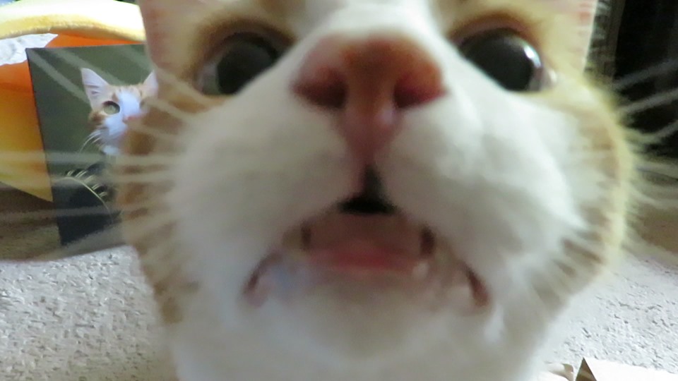 69346986_10162133749205223_624001049518145536_n