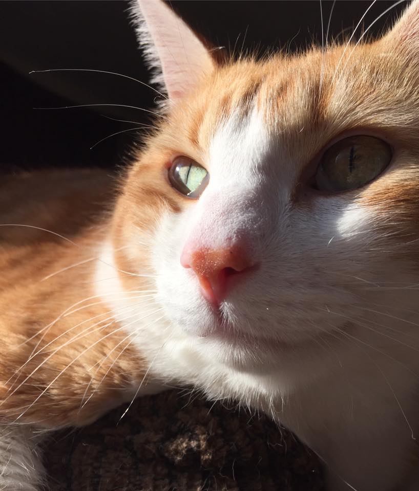 14484921_526438950887738_2101907295261681614_n