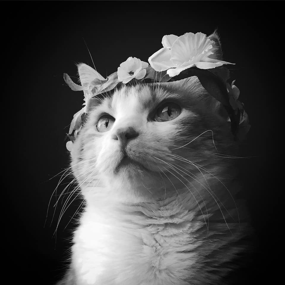 64272791_10161860352690223_6839840052873265152_n