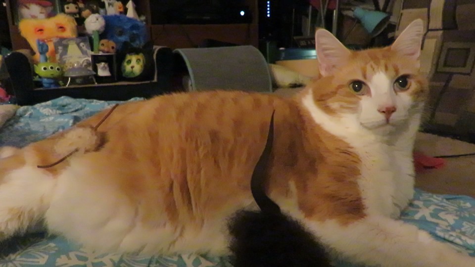 69624690_10162220777720223_3824837444180639744_n