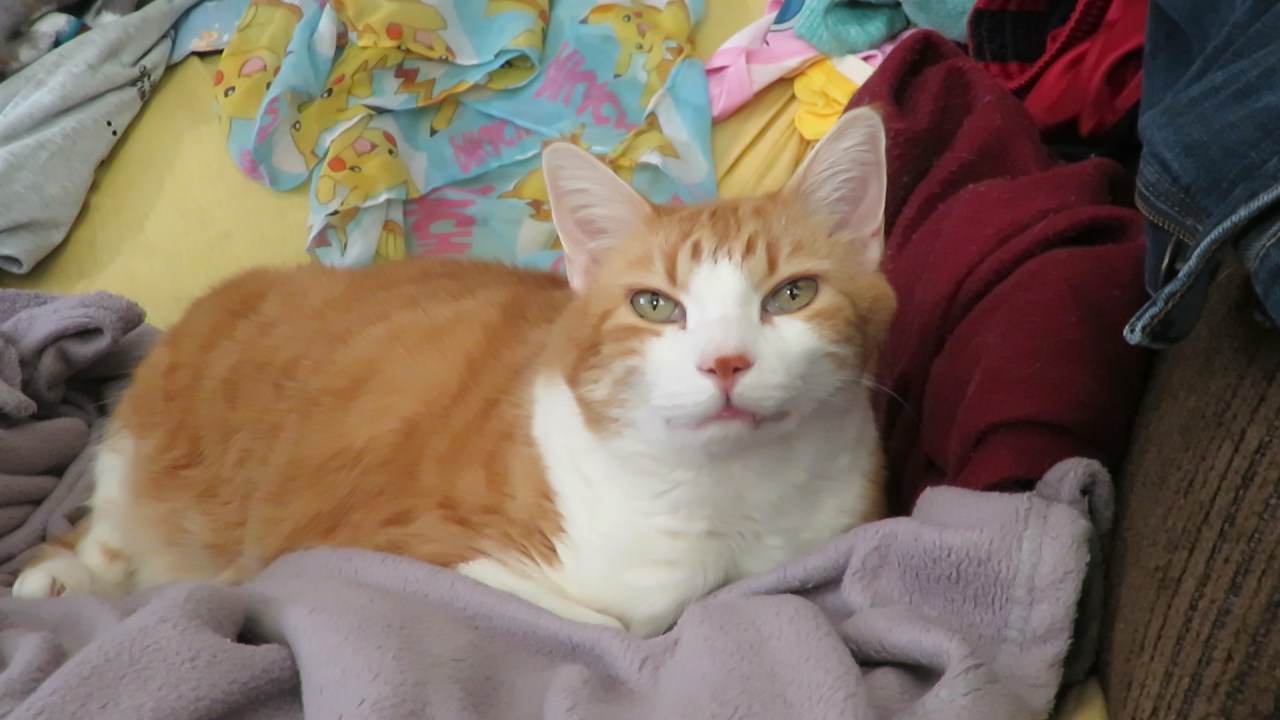 watchmycatrelaxandnap