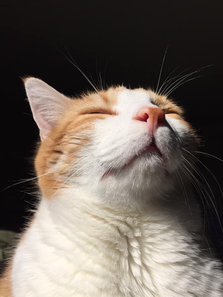 75380226_10162482267560223_1395940267567087616_n