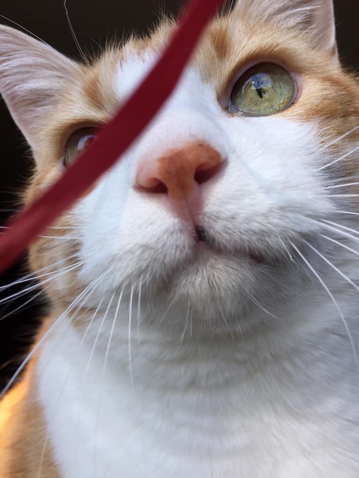 77199574_10162542106165223_865430111938150400_n