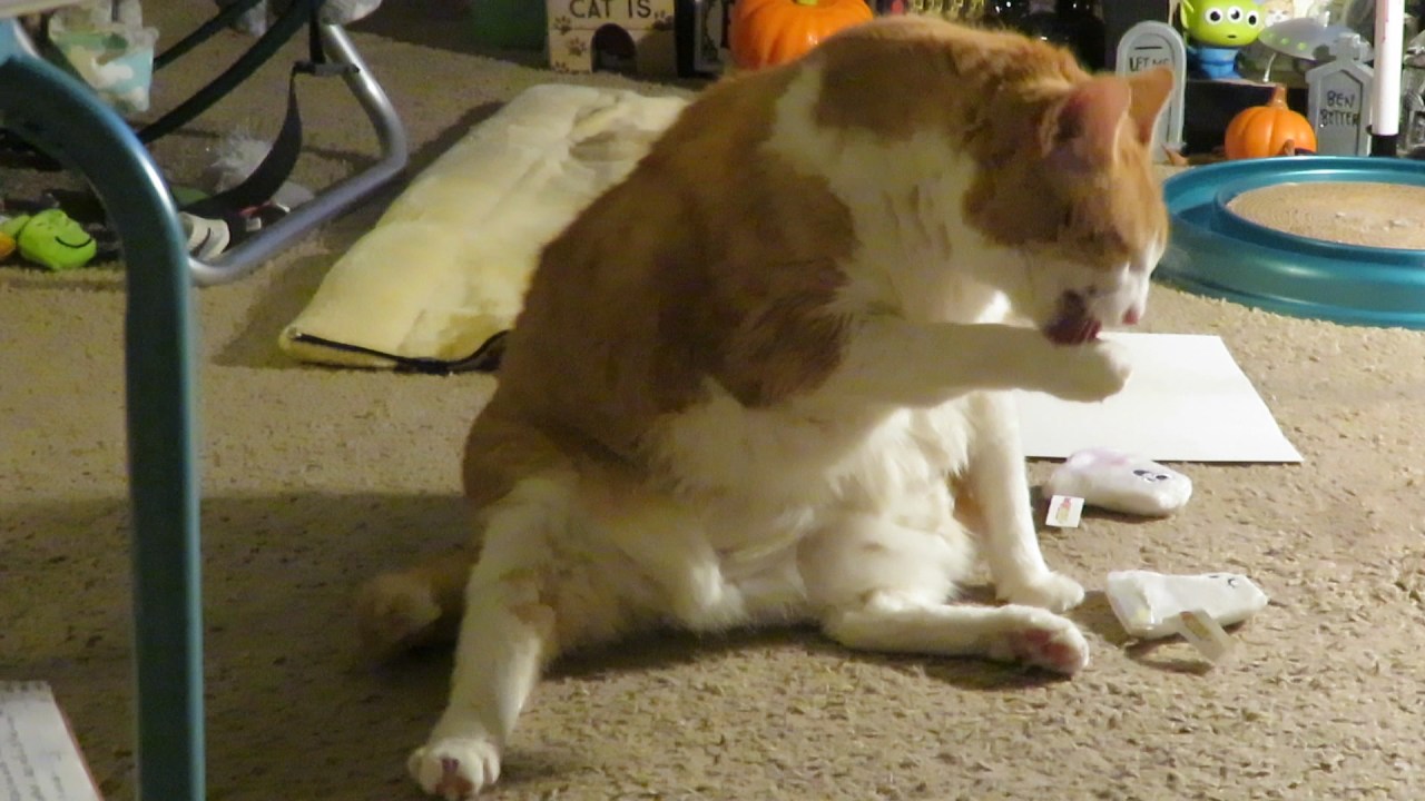 catgiveshimseldabath