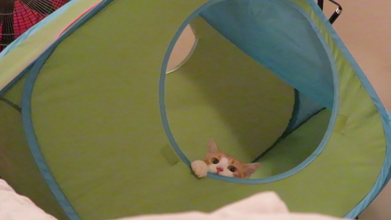 cutecatplayinginacube