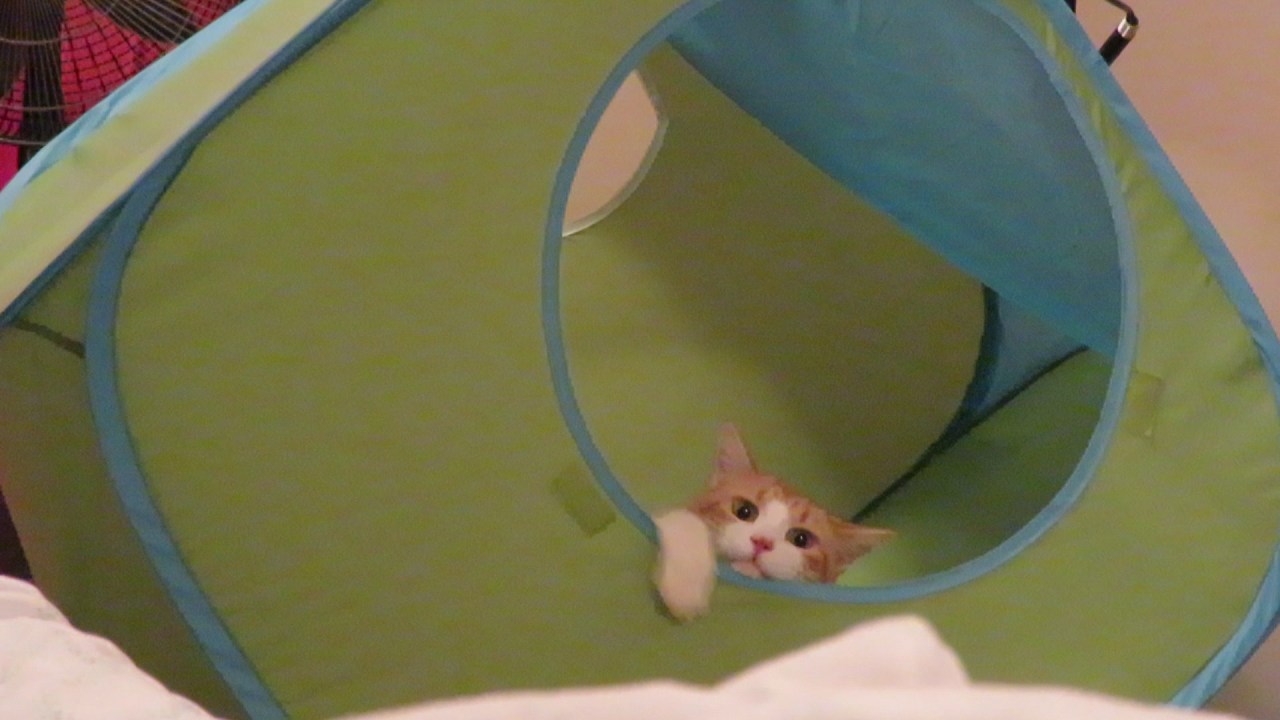 cutecatplayinginacube1