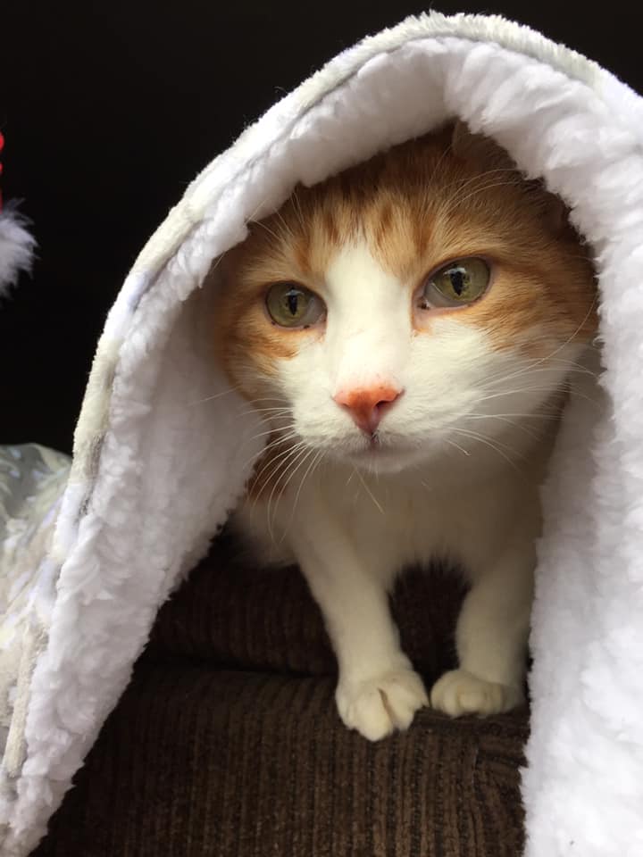 80224043_10162677385395223_3335300366022475776_n