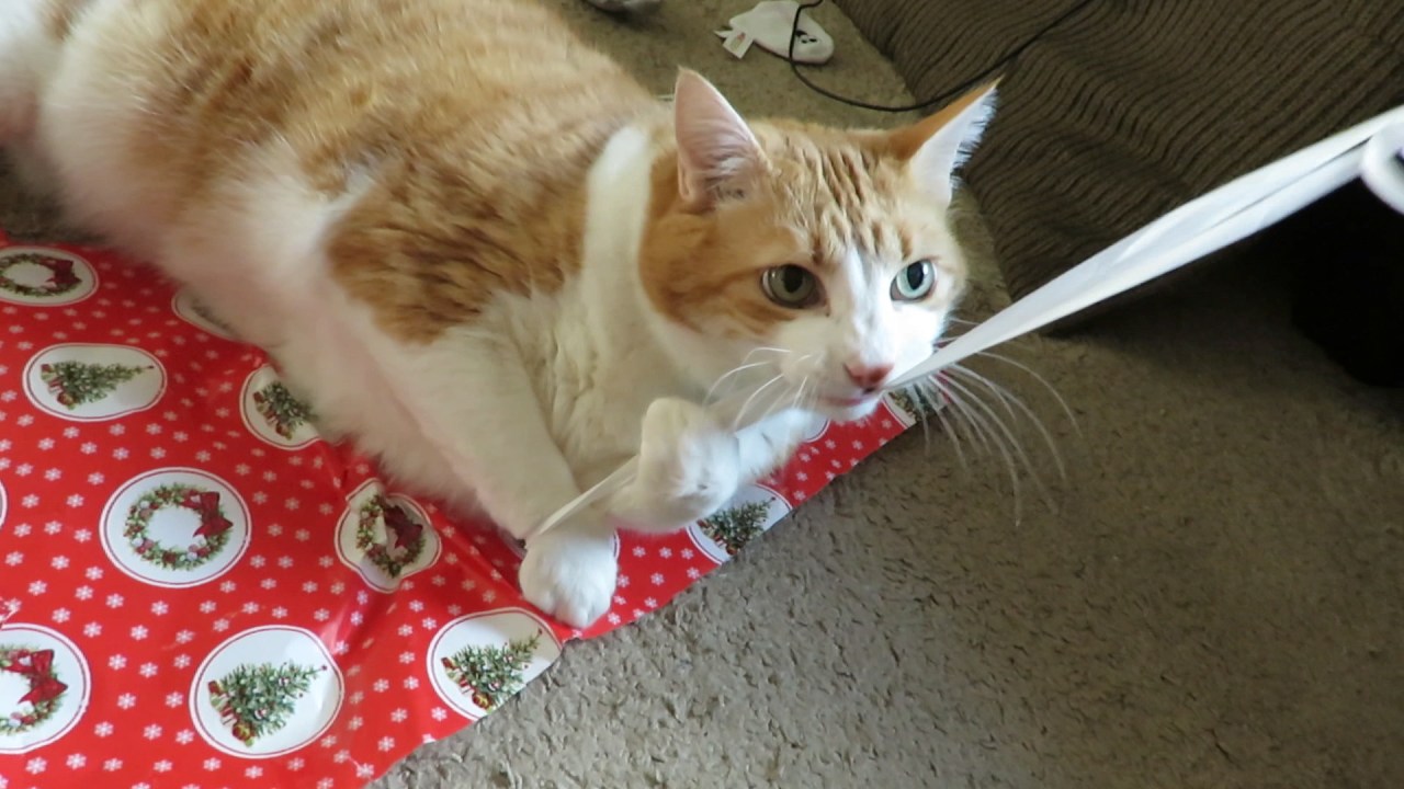 catwantstodestroyribbon3