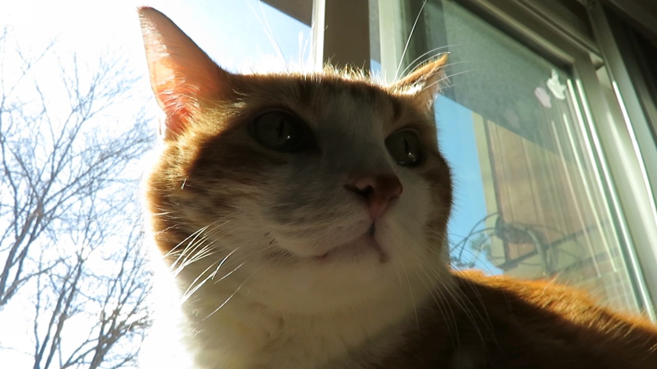 iwentclearanceshoppingleavesandsunvlog2