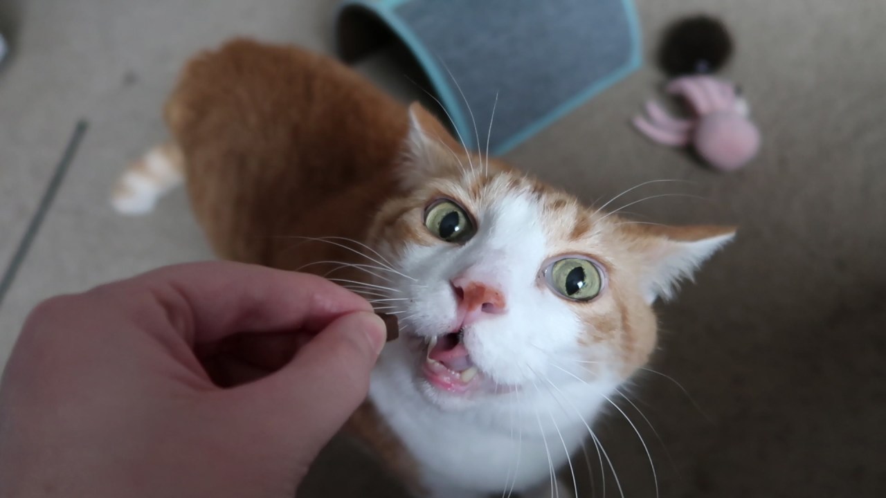 buttershasthetootsandfunatthemarket9