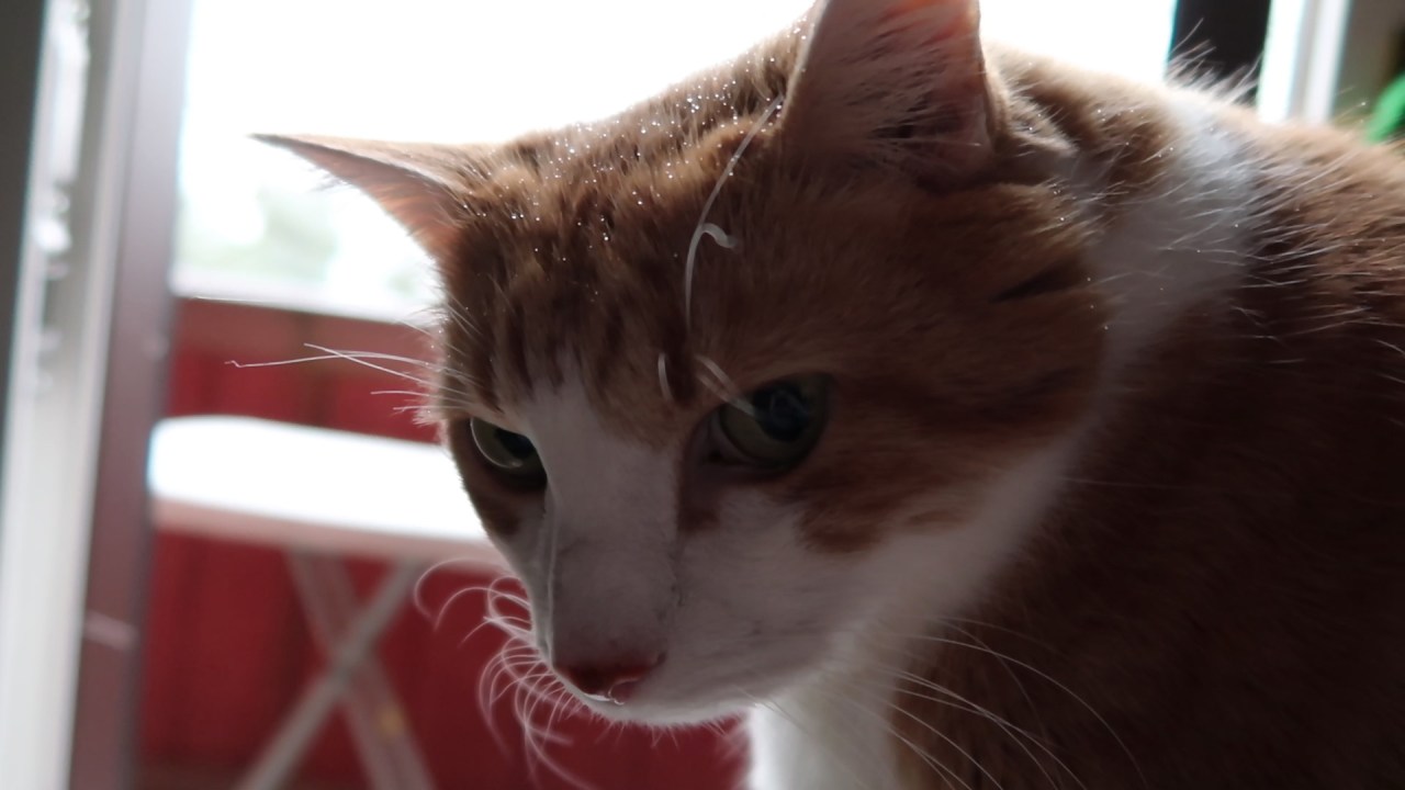 buttersloveshismassagesandthelastsnowofthedecade3