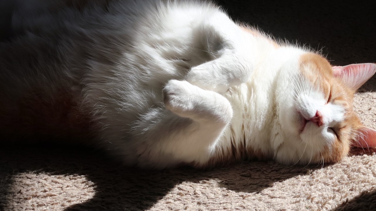 watchmycatrelaxbellyupinthesun2